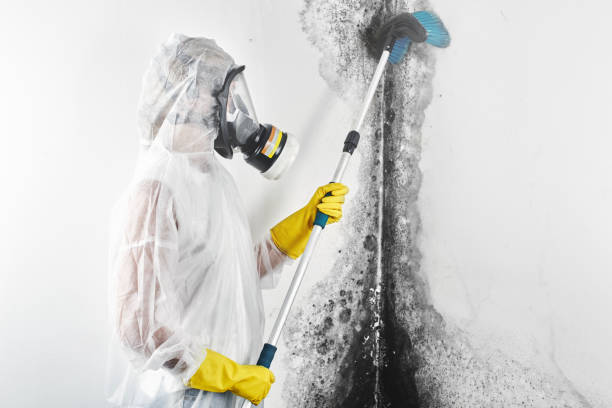 Best Mold Remediation for Healthcare Facilities  in Start, LA